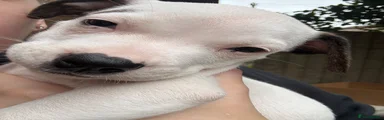 Ralph