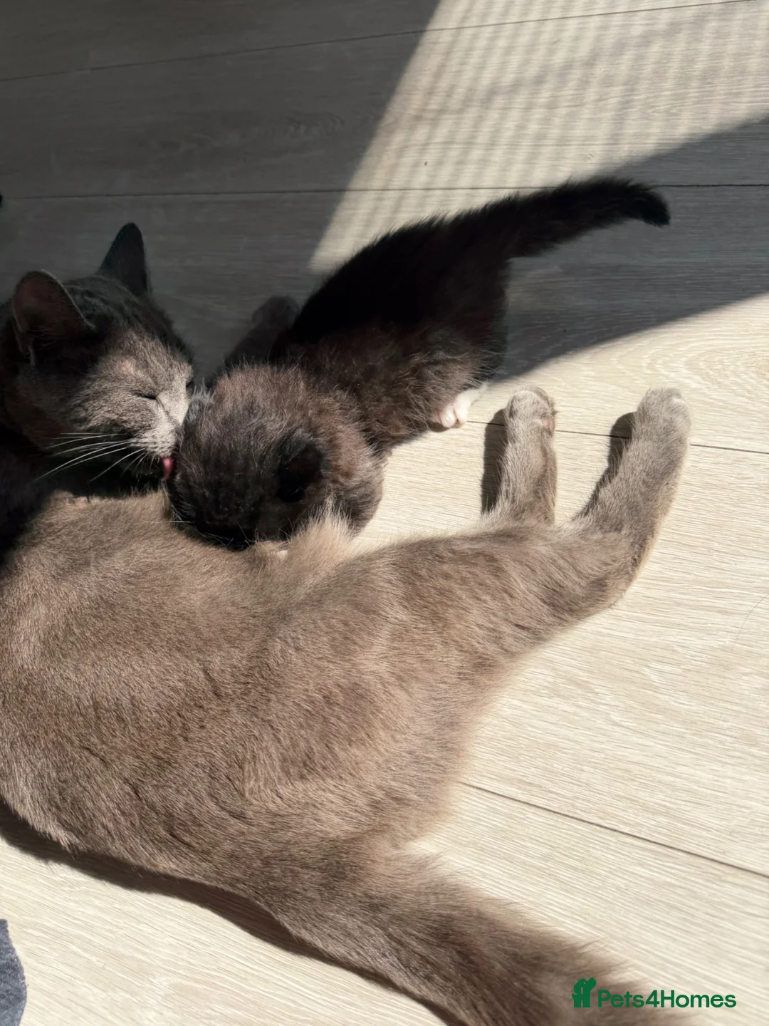 Mixed Breed cats for sale: Russian blue x domesticated long hair  in Warrington - Advert 16