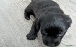 Dachshund dogs for sale: Dachshund x puppies male 2x long haired  - Image 19