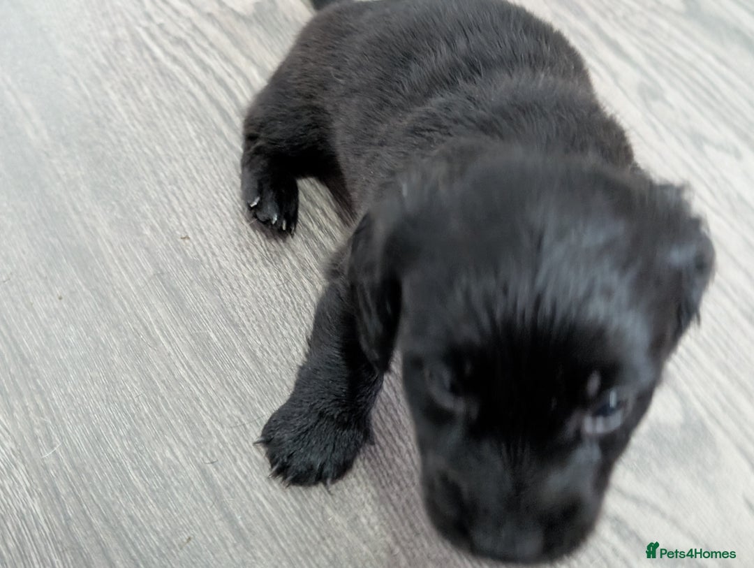 Dachshund dogs for sale: Dachshund x puppies male 2x long haired  - Image 19