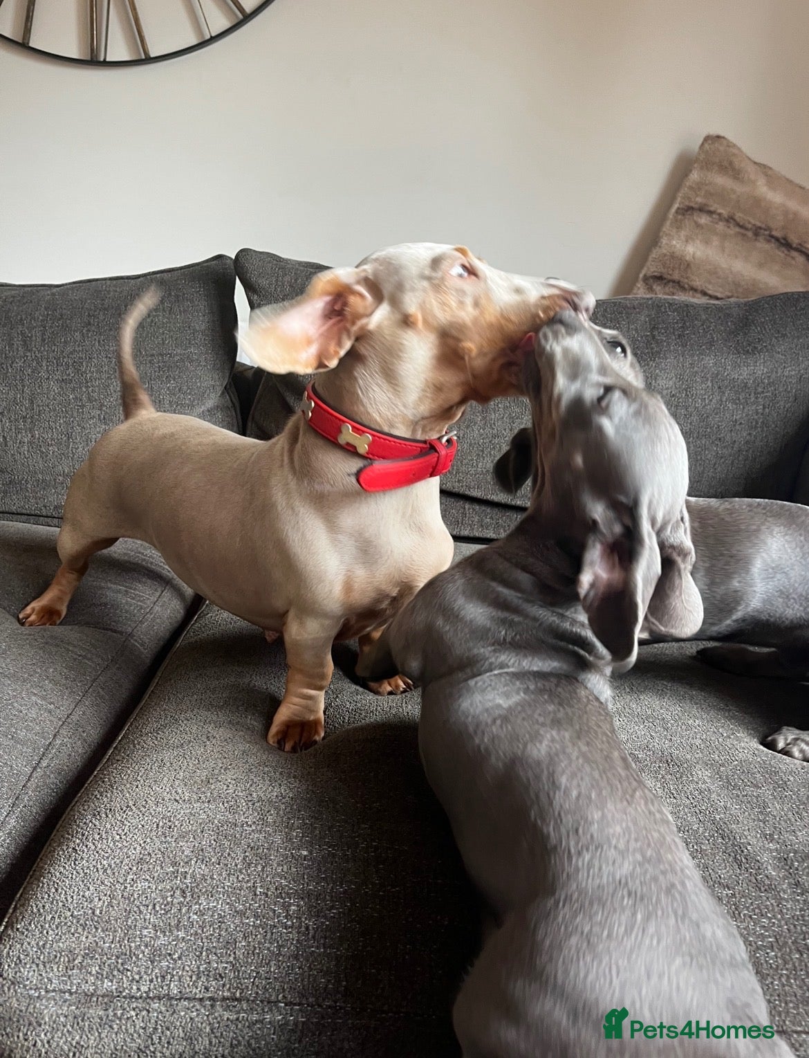 Dachshund dogs 2 Stunning Blue Dachshund girls Available  - Advert 1