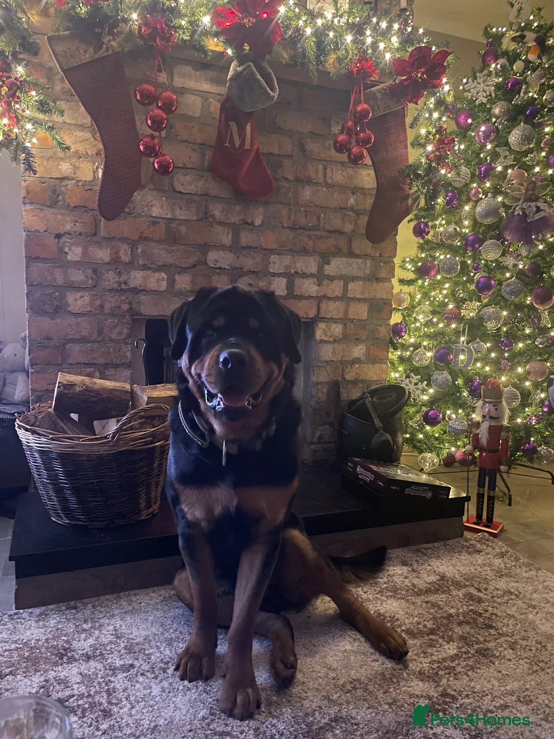 Rottweiler dogs for stud: Beautiful Rottweiler dog for stud - Advert 3