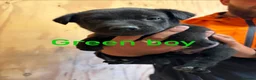 Mixed Breed dogs for sale: Friendly puppies for sale  in Southampton - Advert 8