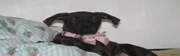 Mixed Breed dogs for sale: Beautiful girl staff cross  in Bolton - Advert 3
