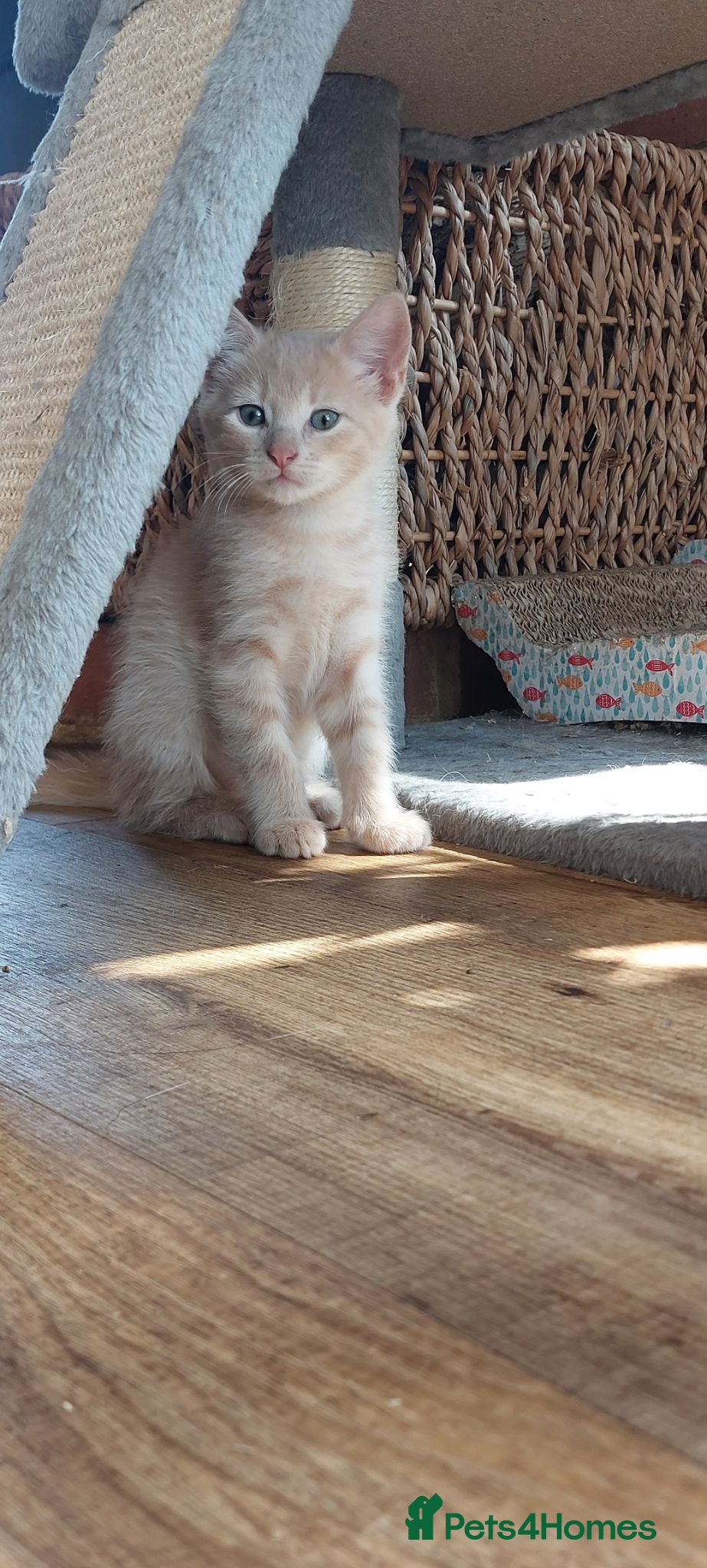 Maine Coon cats Maine coon cross Kittens - Advert 6