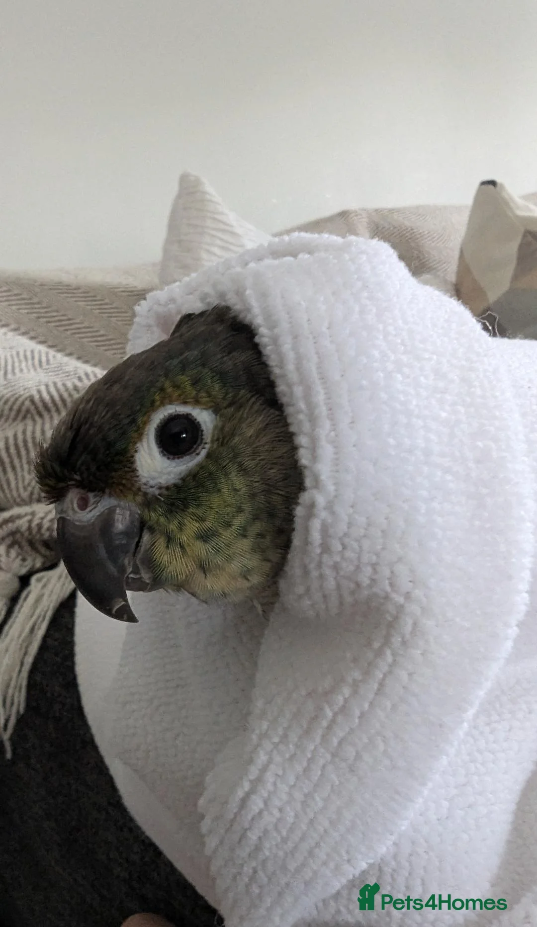 Conures birds for sale: Green cheeked conure (sex unknown) - Advert 4