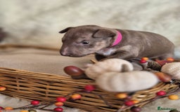 Miniature Bull terrier dogs for sale: 🐾 Exclusive Miniature Bull Terrier Puppies 🐾 - Image 14