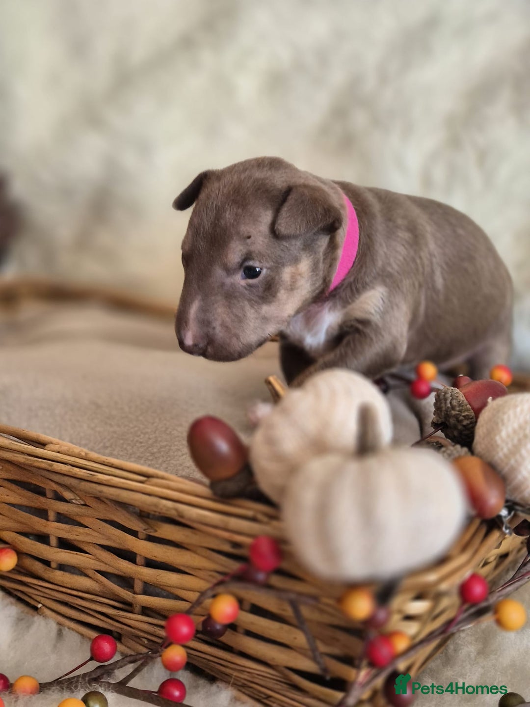 Miniature Bull terrier dogs for sale: 🐾 Exclusive Miniature Bull Terrier Puppies 🐾 - Image 14