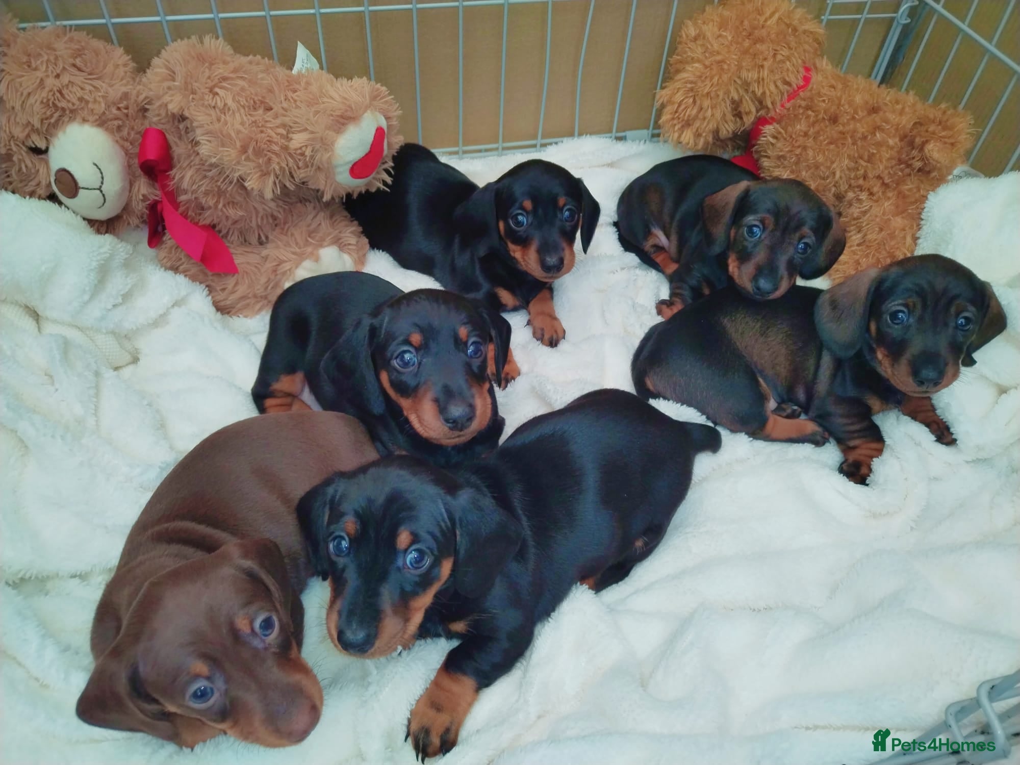 Miniature Dachshund dogs Mini dachshund  - Advert 17