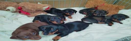 Miniature Dachshund dogs for sale: Mini dachshund  - Advert 26