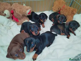 Miniature Dachshund dogs Mini dachshund - Advert 17