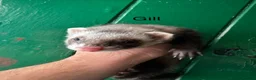 Ferret rodents for sale: Ferret kits ready to go in Sunderland - Advert 3
