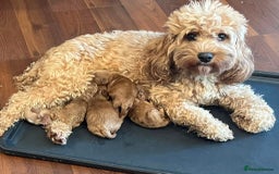 Cockapoo dogs for sale: Stunning cockerpoo puppy  - Image 7