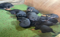 Rottweiler dogs for sale: Rotty/rottweiler puppies - Image 10