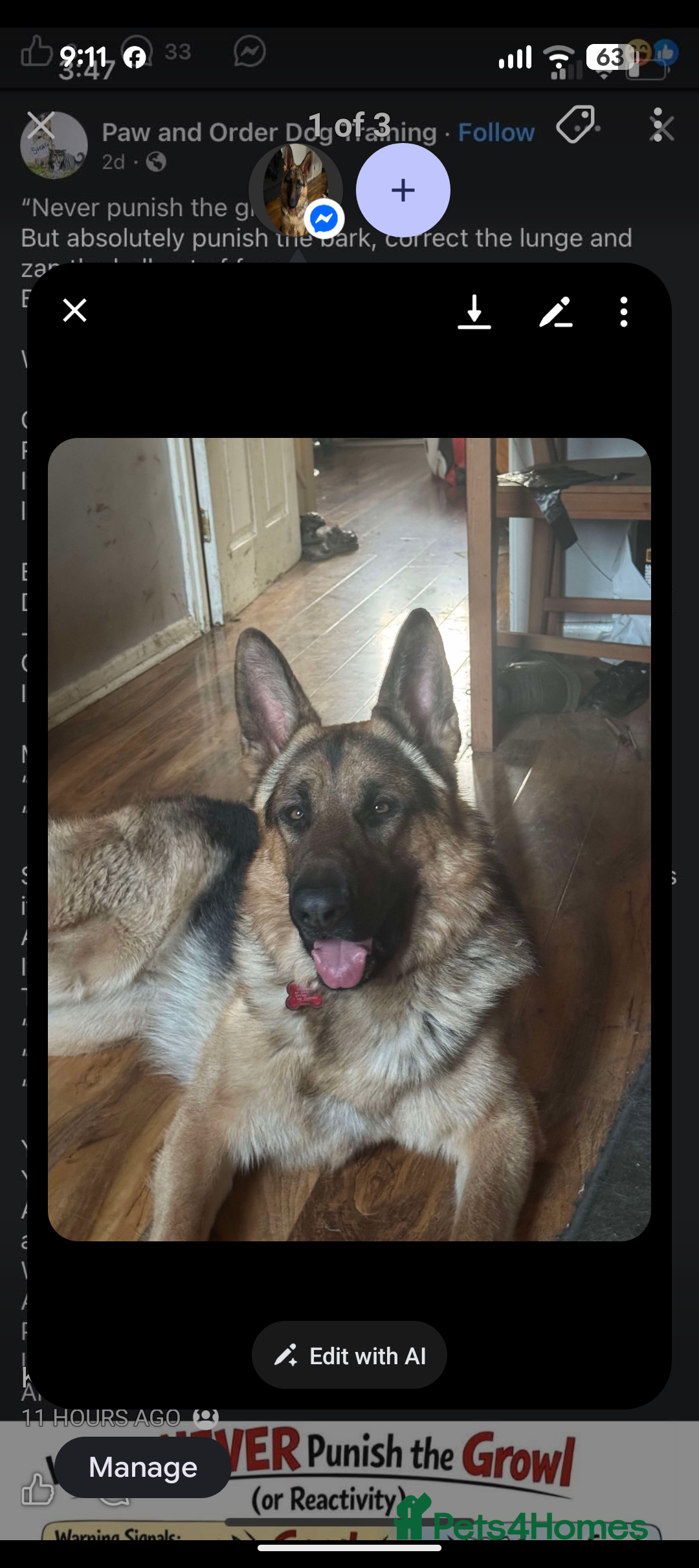 German Shepherd dogs for stud: Health tested German shepherd stud - Advert 5