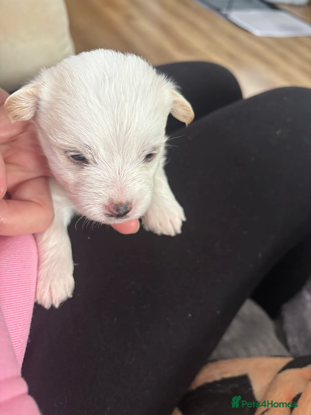 Mixed Breed dogs for sale: Maltijack - Advert 14