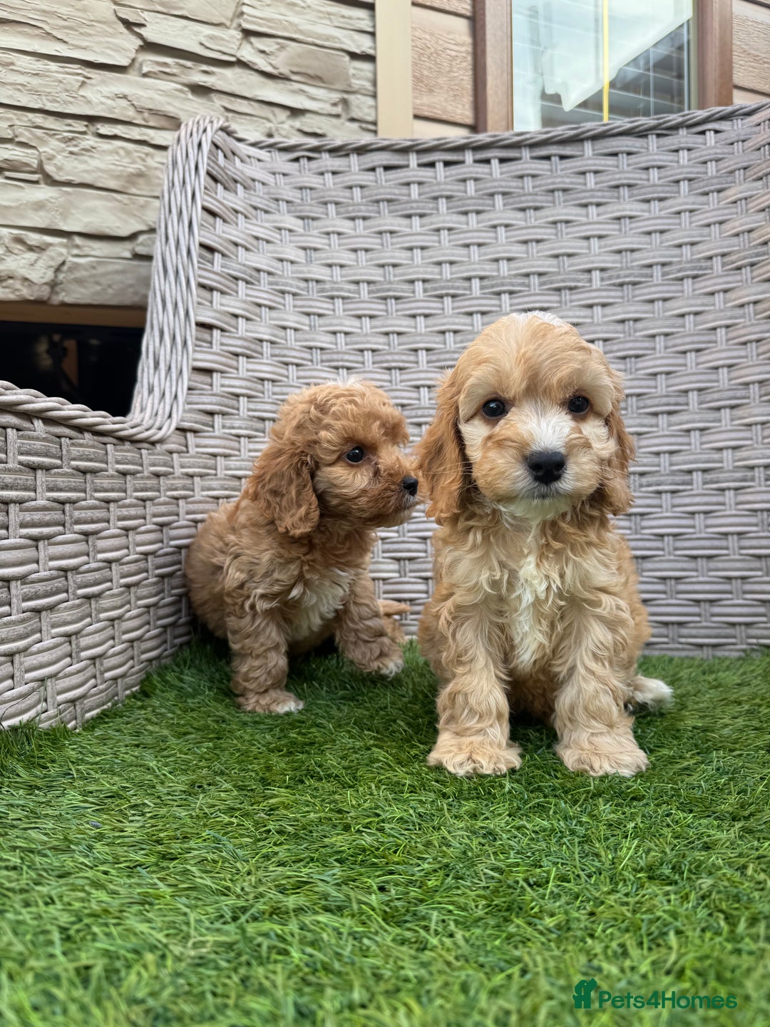 Cockapoo dogs for sale: F1 pra clear Cockapoos  - Advert 17