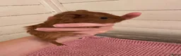 Guinea Pig rodents for sale: Baby Guinea Pigs  - Advert 12