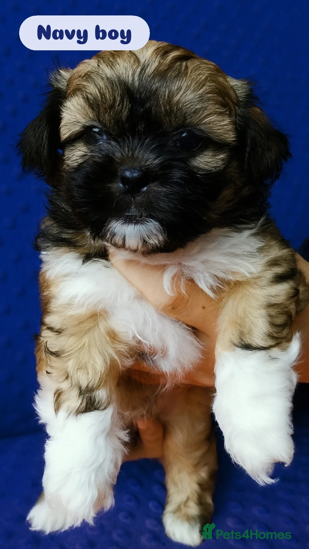 Shih Tzu dogs for sale: Shih tzu puppies 🦁🦁 🩷🩵 - Advert 8