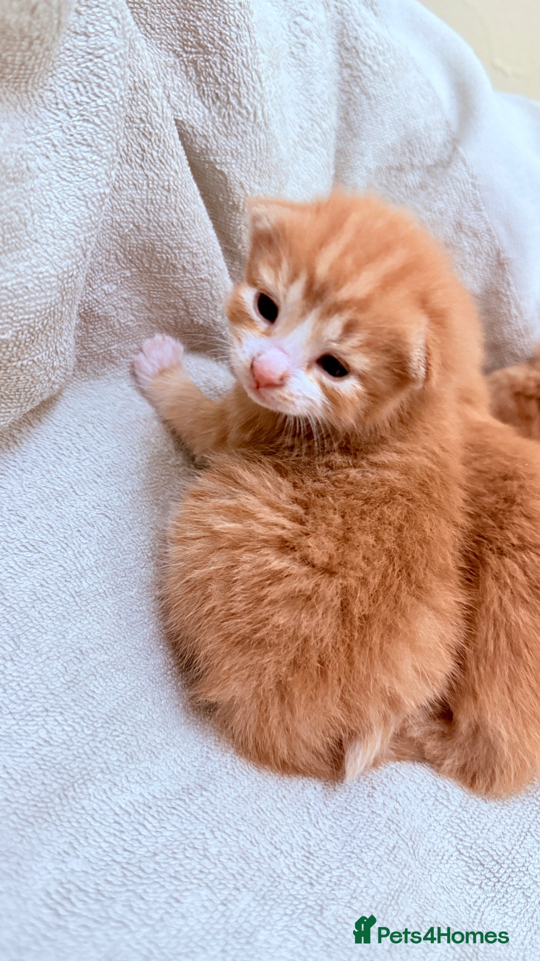 British Shorthair cats for sale: STUNNING 🤩 British Shorthair Queen 👑 litter  - Image 12