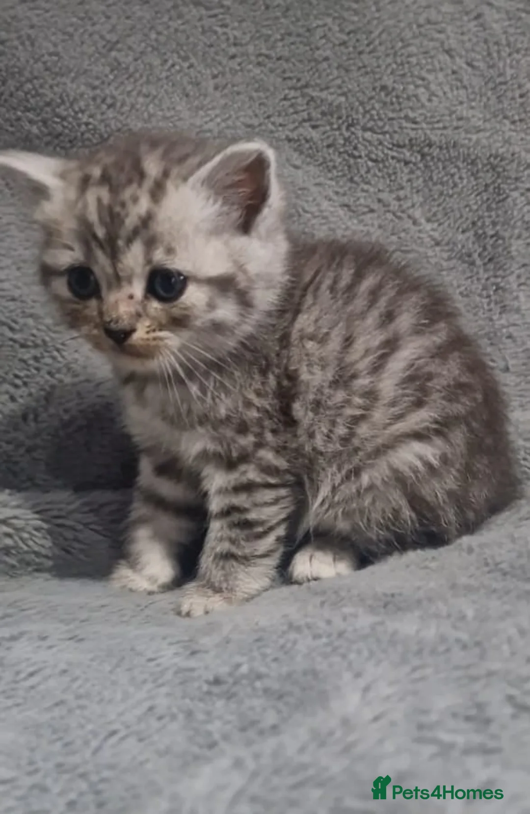British Shorthair cats for sale: Silver Tabby / Silver Spotted BSH Boys - Advert 5