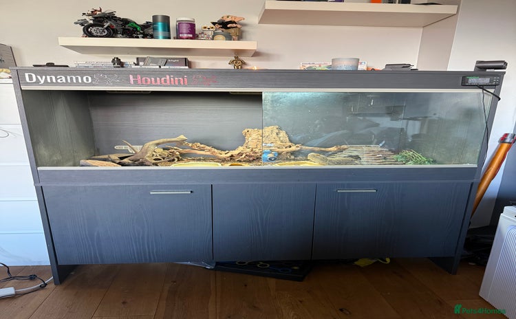 Bearded Dragon reptiles - Advert 12