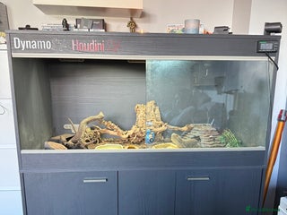 Bearded Dragon reptiles - Advert 7