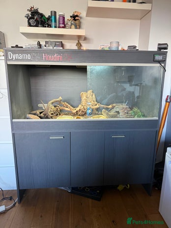 Bearded Dragon reptiles - Advert 1
