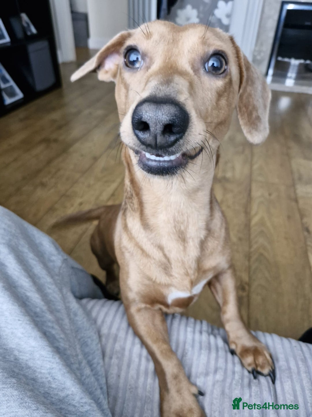 Dachshund dogs for sale: Beautiful dachshund boy   - Image 2