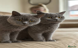 British Shorthair cats for sale: ONLY 4 LEFT! Lilac & Blue Teddyfluff BSH Babies  - Image 5