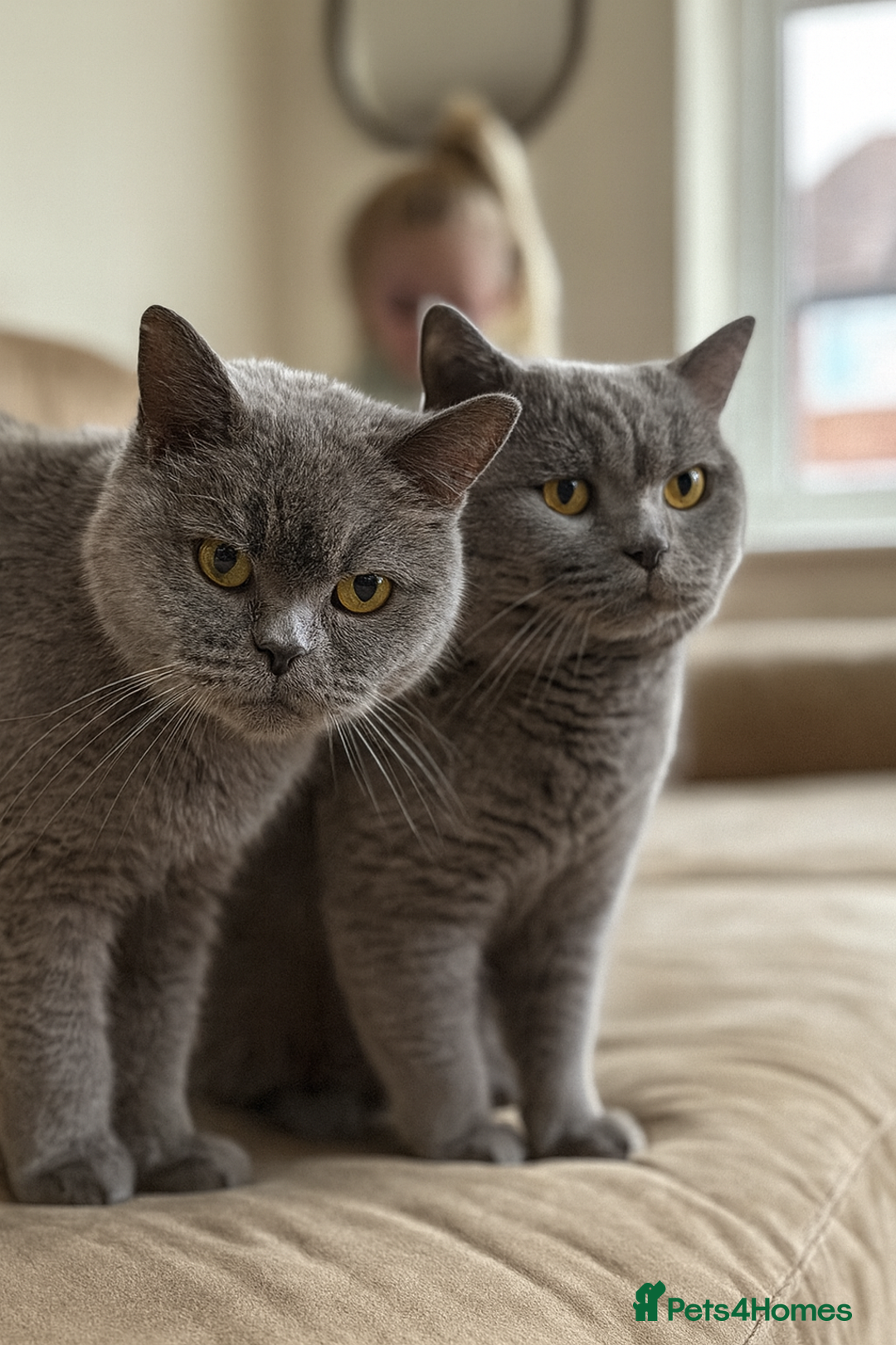 British Shorthair cats for sale: ONLY 4 LEFT! Lilac & Blue Teddyfluff BSH Babies  - Image 5