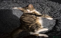 Mixed Breed cats for sale: X5 kittens  - Image 3