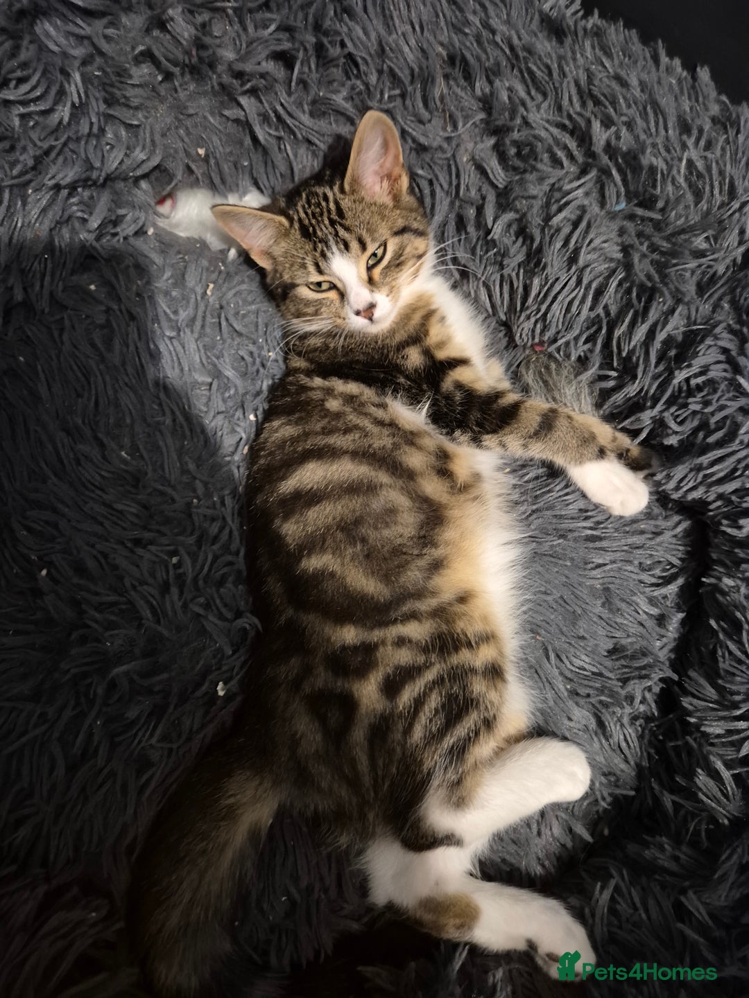 Mixed Breed cats for sale: X5 kittens  - Image 3