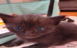 Ragdoll cats for sale: Ragdoll cross kittens x 5 - Image 2