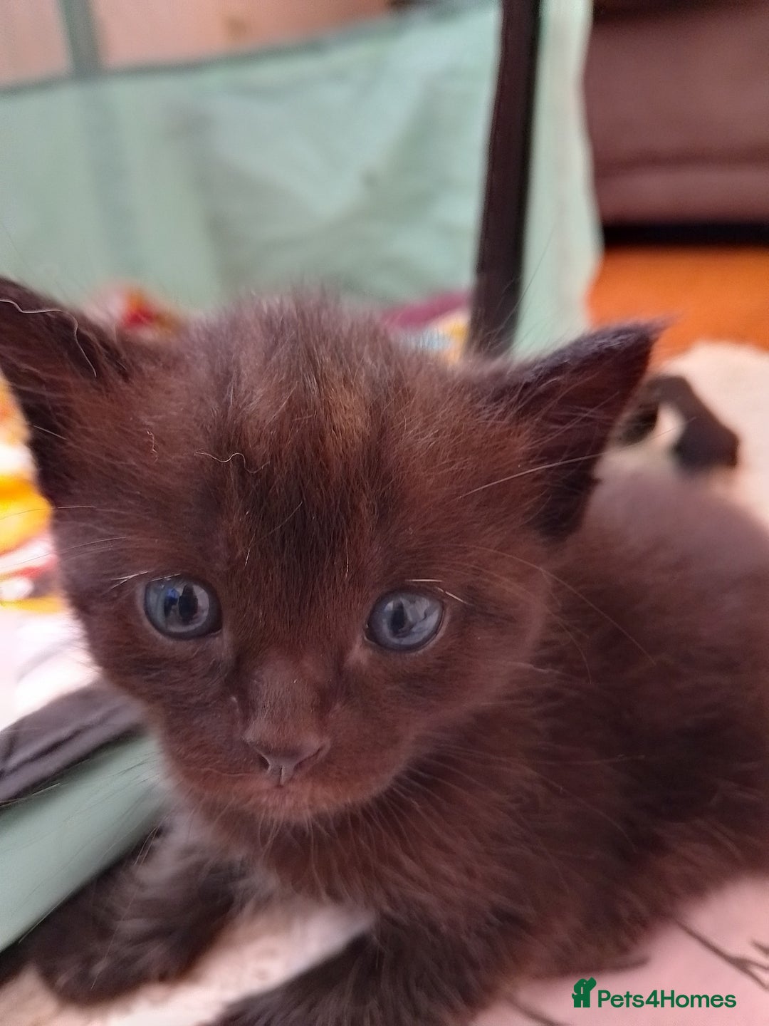 Ragdoll cats for sale: Ragdoll cross kittens x 5 - Image 2