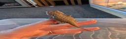 Bearded Dragon reptiles for sale: Baby Bearded Dragons  - Advert 5