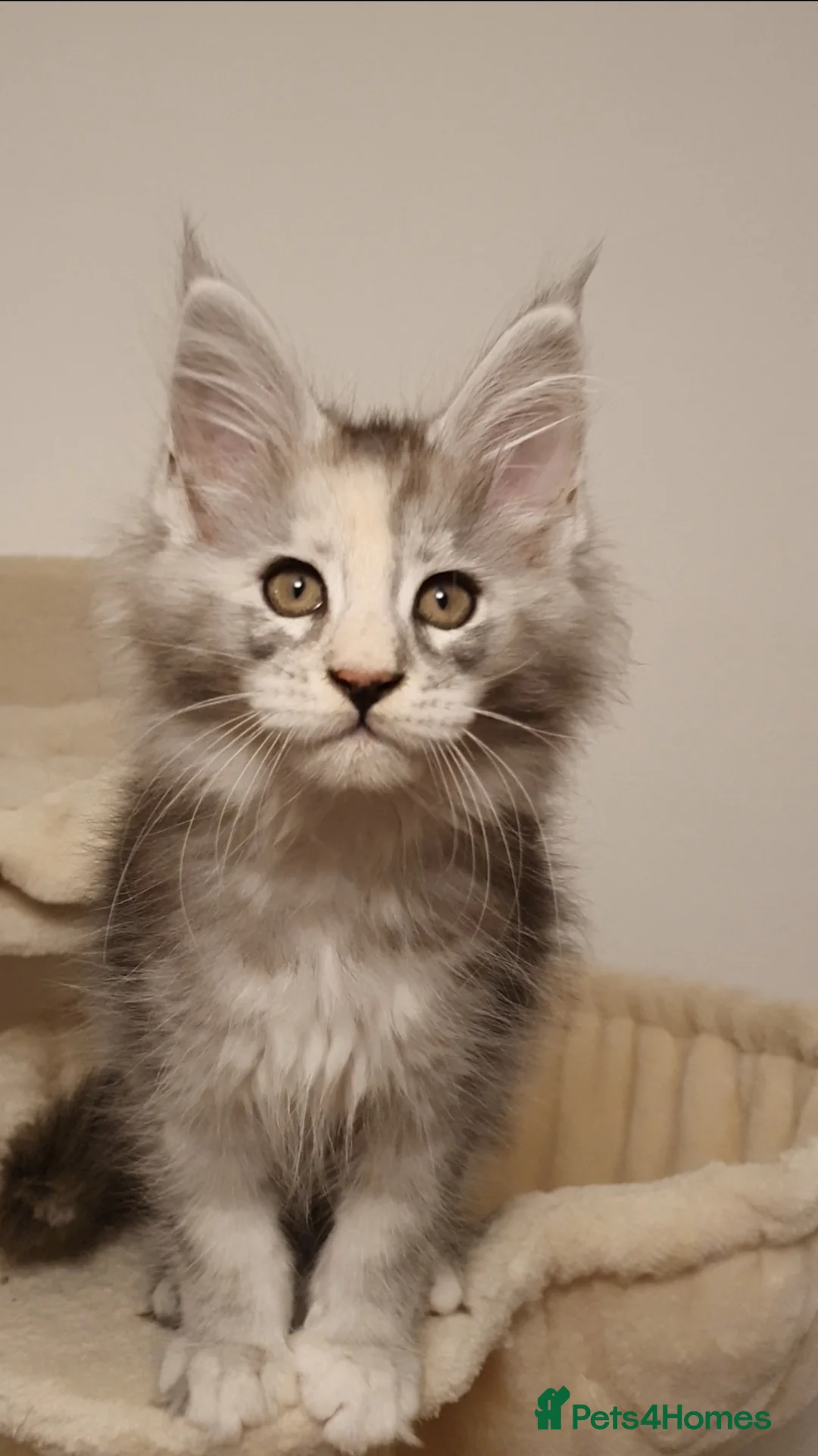 Maine Coon cats for sale: 🏅GCCF🏅 pure maine coon kittens  - Advert 36