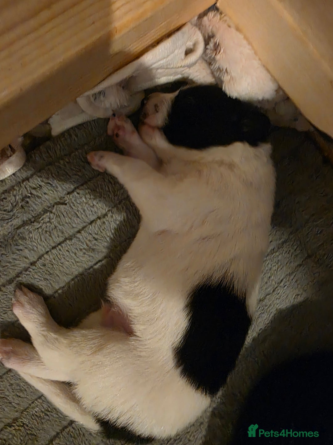 Bearded Collie dogs for sale: Border collie pups  - Advert 8