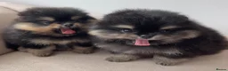 Pomeranian dogs for sale: 👑 Exclusive Rare Black & Tan Pomeranians 👑 - Advert 19