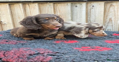 Miniature Dachshund dogs - Advert 14
