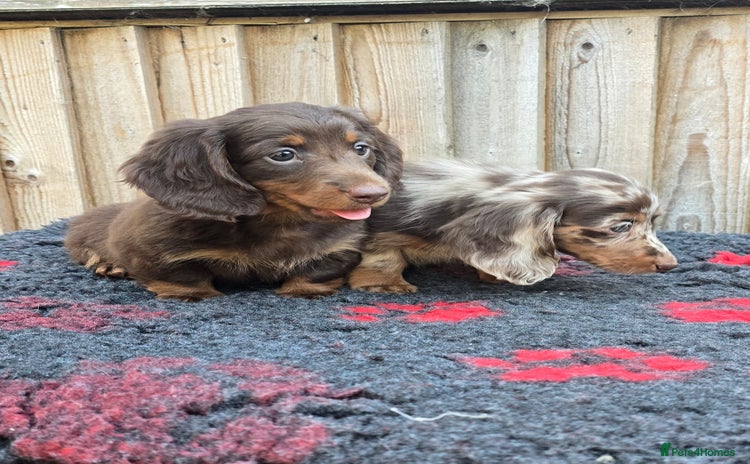 Miniature Dachshund dogs - Advert 5