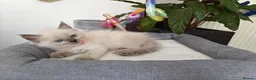 Ragdoll cats for sale: Pure breed ragdoll kittens - Advert 9