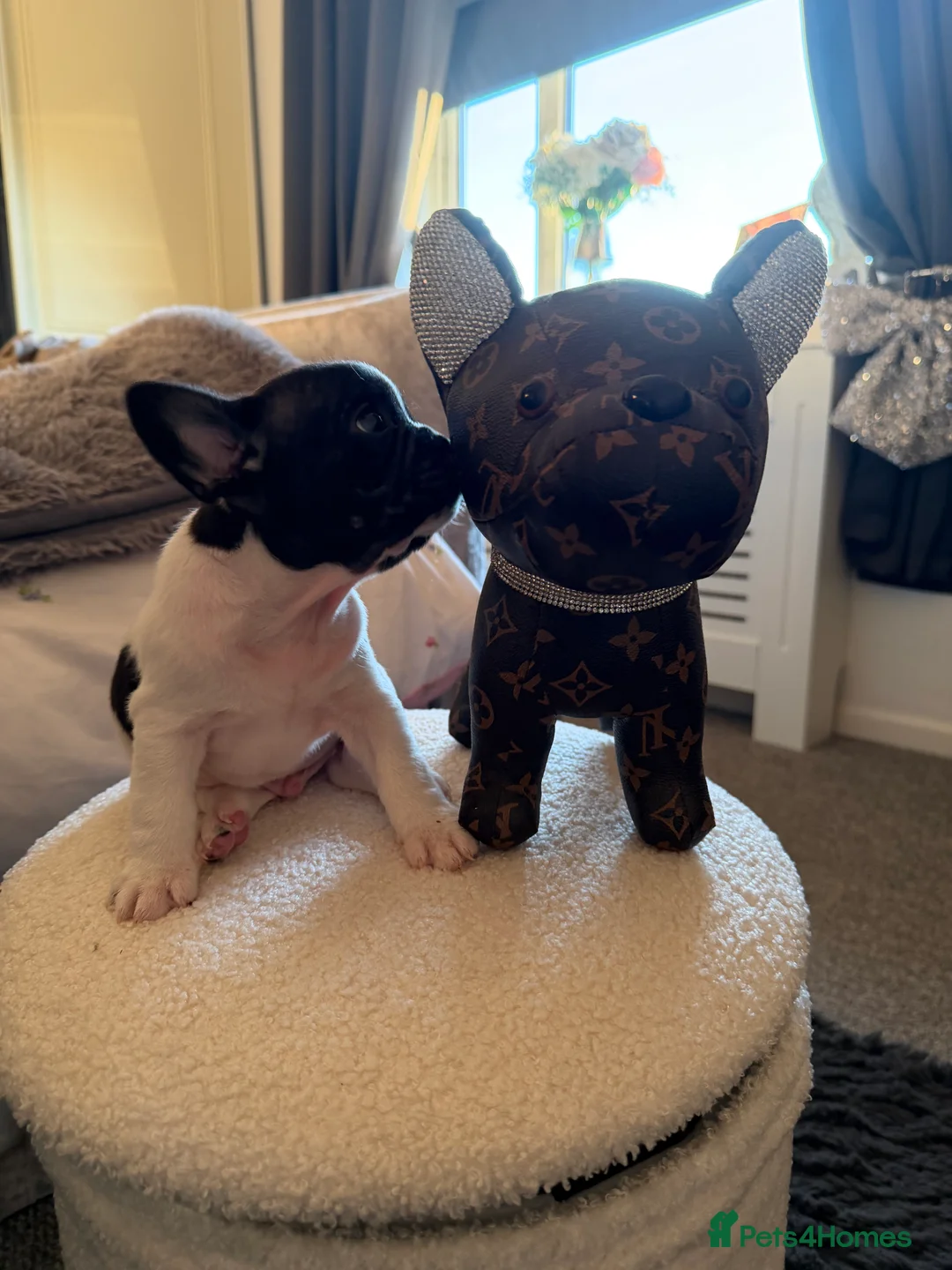 French Bulldog dogs for sale: Puppys  - Advert 2