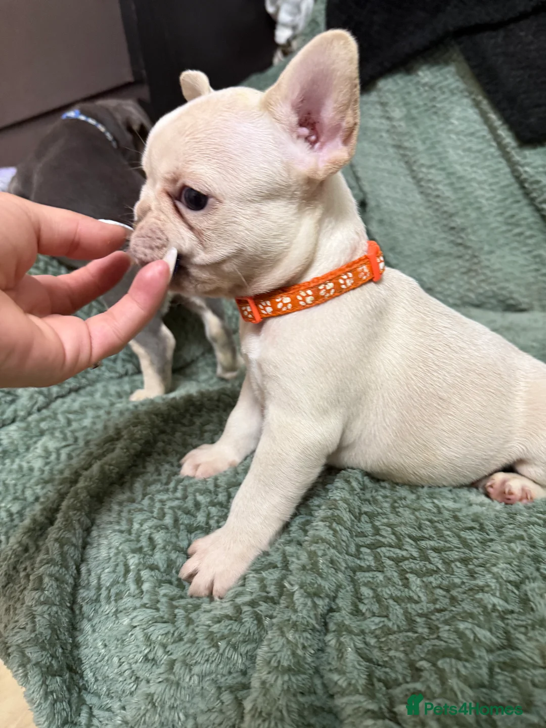French Bulldog dogs for sale: One girl left.French Bulldog puppies 🐶❤️ KC reg - Advert 7