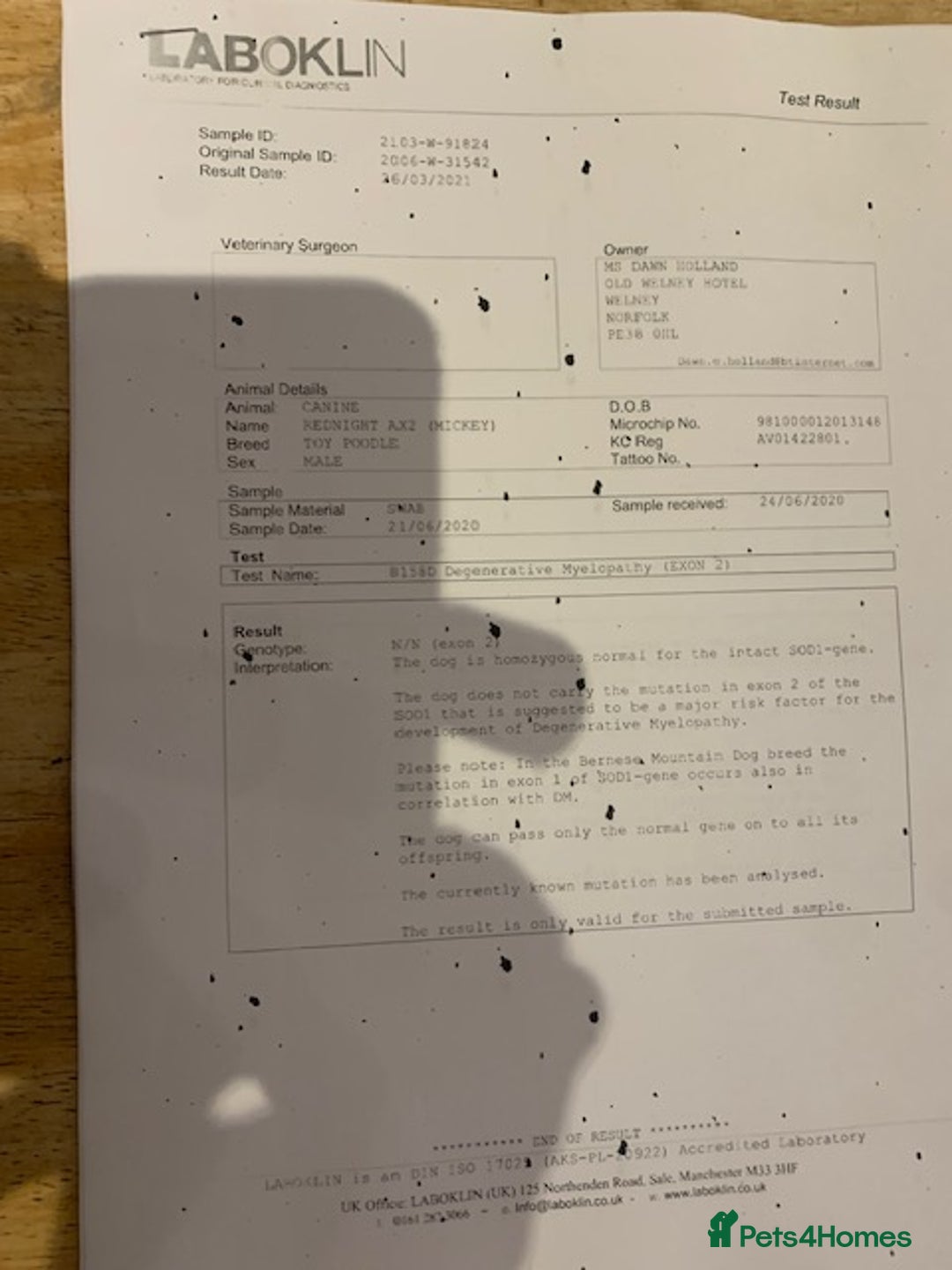 Cockapoo dogs for sale: beautifull fib cockerpoos  - Advert 8