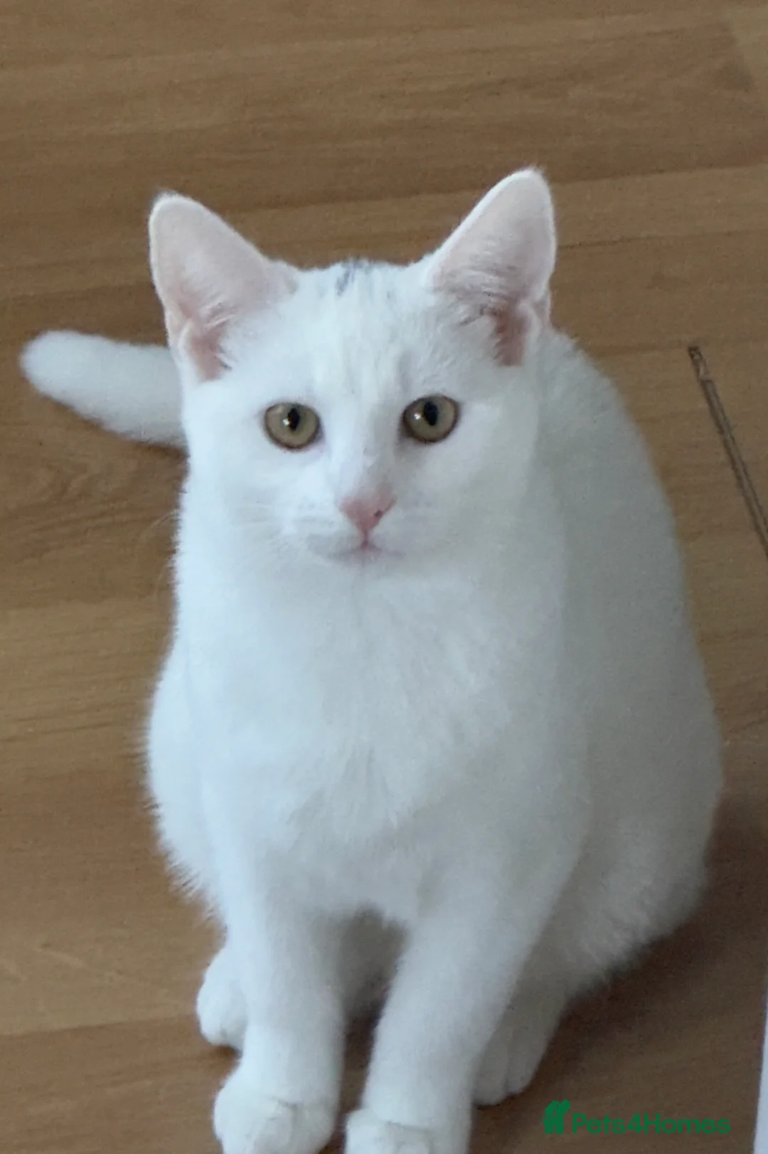 Mixed Breed cats for sale: Cute & Playful Kittens for Sale in Chigwell - Advert 2