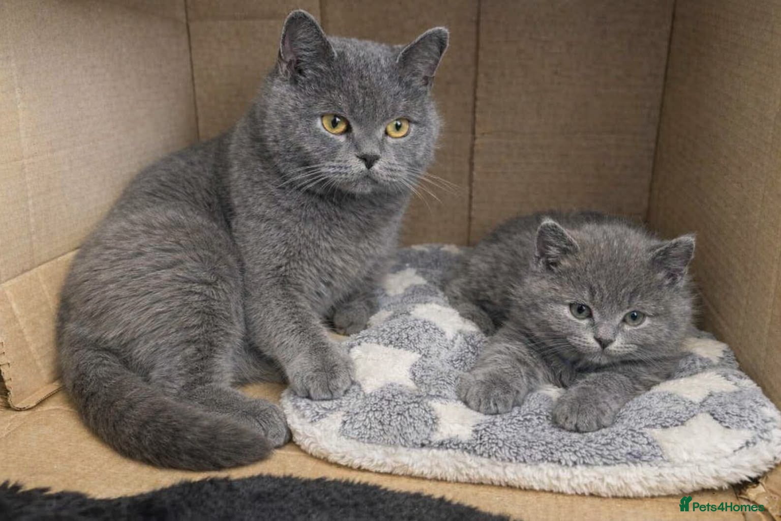 British Shorthair cats British Short Hair Blue Kittens  - Advert 2
