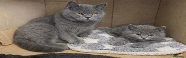 British Shorthair 1 