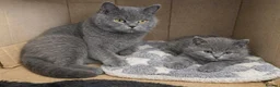 British Shorthair cats for sale: *Ready to leave in 1 week* Blue BSH GCCF Kittens  - Advert 29