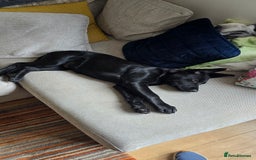 Mixed Breed dogs for sale: Tilly the Sheprador GSD/Lab cross - Image 9